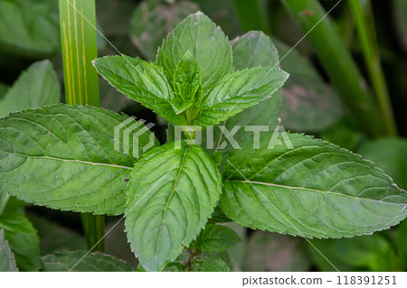 Moroccan mint leaf Latin name Mentha spicata, Moroccan Moroccan mint leaf Latin name Mentha spicata, Moroccan 118391251