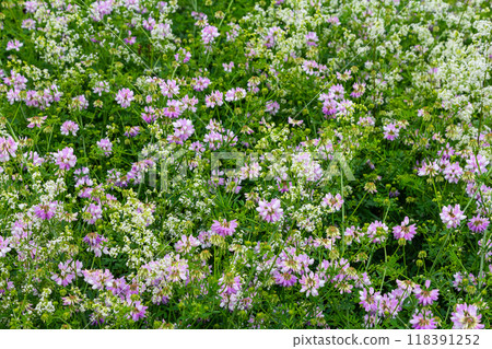the flowers of Securigera varia - crownvetch, purple crown vetch the flowers of Securigera varia - crownvetch, purple crown vetch 118391252