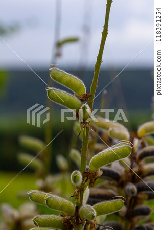 Large leaved lupine seed pods - Latin name - Lupinus polyphyllus Large leaved lupine seed pods - Latin name - Lupinus polyphyllus 118391254
