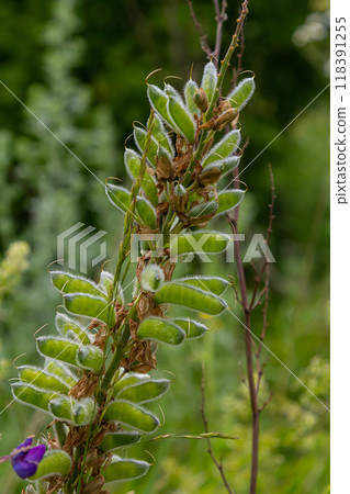 Large leaved lupine seed pods - Latin name - Lupinus polyphyllus Large leaved lupine seed pods - Latin name - Lupinus polyphyllus 118391255