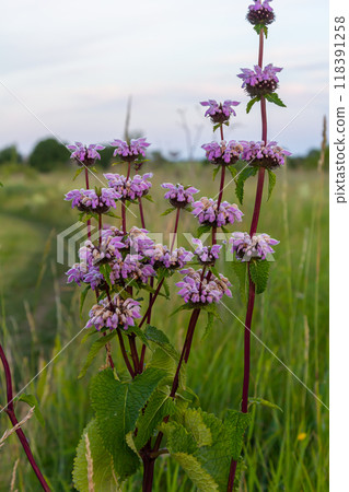 Phlomis Phlomoides tuberosa wildflowers on clear green background. Dark red stems with architectural whorls of lilac-pink flowers and wrinkled hairy leaves 118391258