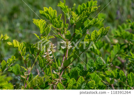 In the spring Chamaecytisus ruthenicus blooms in the wild In the spring Chamaecytisus ruthenicus blooms in the wild 118391264