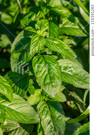 Mentha, also known as mint, used as a spice for tea and flavoring of food and other drinks 118391265
