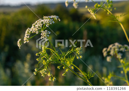 Caraway blooms in garden. White meridian fennel blossom in field. Persian cumin flowering plant. White Carum carvi flower on green background, closeup. White caraway flowers 118391266