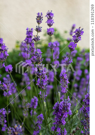 Lavandula angustifolia bunch of flowers in bloom, purple scented flowering bouquet of smelling beautiful plants 118391269