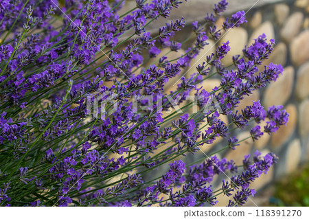 Lavandula angustifolia bunch of flowers in bloom, purple scented flowering bouquet of smelling beautiful plants Lavandula angustifolia bunch of flowers in bloom, purple scented flowering bouquet of smelling beautiful plants 118391270