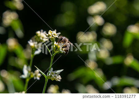 Vincetoxicum hirundinaria. Close up of white swallow wort.Vincetoxicum in the family Apocynaceae 118391277