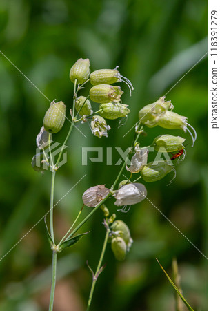 Silene vulgaris or Bladder Campion, pinkish white flowers, close up. Maidenstears or catchfly is a perennial flowering plant of the family Caryophyllaceae Silene vulgaris or Bladder Campion, pinkish white flowers, close up. Maidenstears or catchfly is a perennial flowering plant of the family Caryophyllaceae 118391279