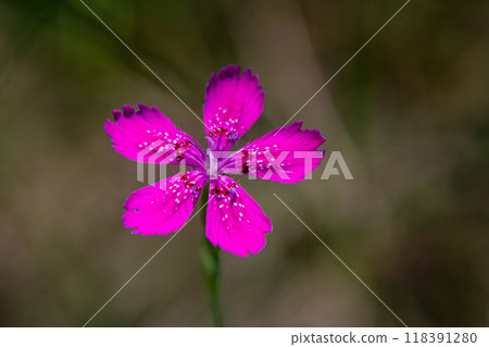 Dianthus carthusianorum, commonly known as Carthusian pink, is a species of the Caryophyllacea family - a wild flower of Europe Dianthus carthusianorum, commonly known as Carthusian pink, is a species of the Caryophyllacea family - a wild flower of Europe 118391280