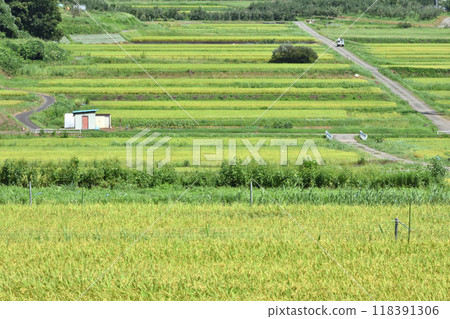 有稻田和農場道路的景觀 有稻田和農場道路的景觀 118391306