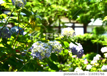 千葉縣松戶市本堂寺的繡球花 118391766