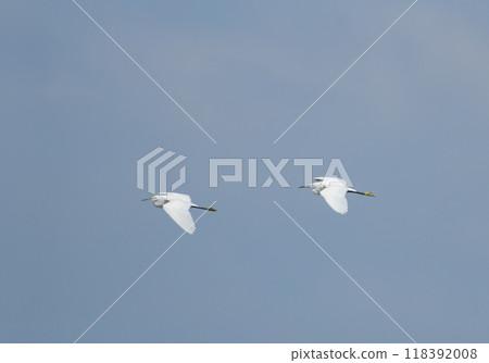 Flying Syrah 118392008