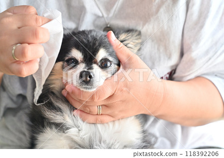 A woman cleans her pet dog's face with wet tissues - Chihuahua 118392206