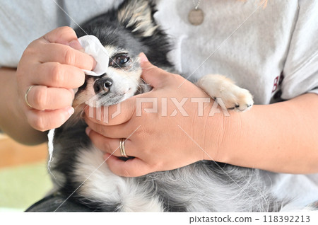 女人用濕紙巾清潔寵物狗的臉，吉娃娃 118392213
