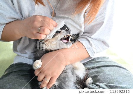 女人用濕紙巾清潔寵物狗的臉,吉娃娃 女人用濕紙巾清潔寵物狗的臉,吉娃娃 118392215