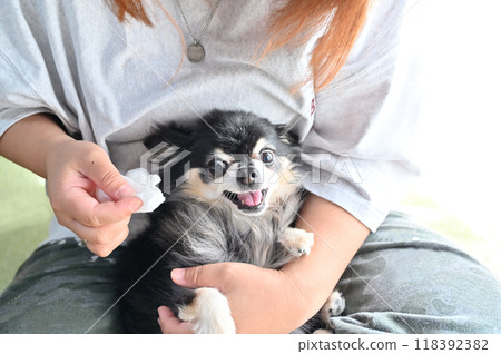 當你試圖擦吉娃娃的臉時,吉娃娃會反抗並威脅 當你試圖擦吉娃娃的臉時,吉娃娃會反抗並威脅 118392382