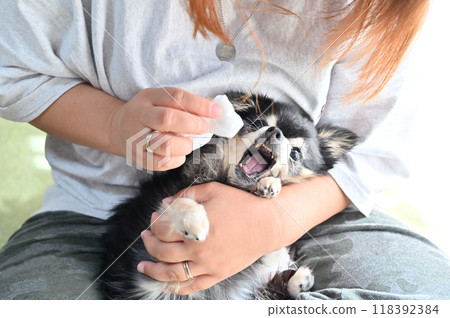 當你試圖擦吉娃娃的臉時，吉娃娃會反抗並威脅 118392384