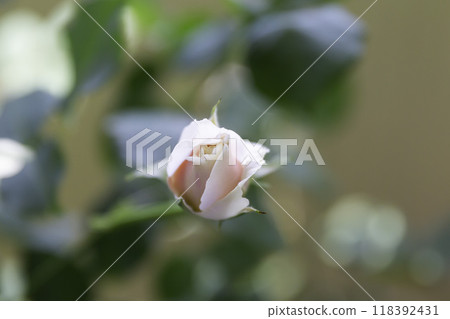 粉紅玫瑰花蕾花名牡蠣珍珠 118392431