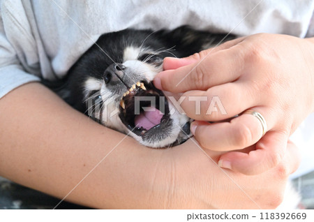 Chihuahua gets angry while getting facial treatment 118392669