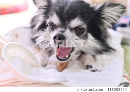 Care for your Chihuahua's teeth with toothpaste and gum 118392824