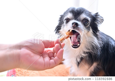 吉娃娃牙齒護理牙膏口香糖 吉娃娃牙齒護理牙膏口香糖 118392886