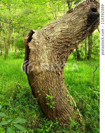 A dead tree with a hollow trunk in a forest in spring A dead tree with a hollow trunk in a forest in spring 118392889