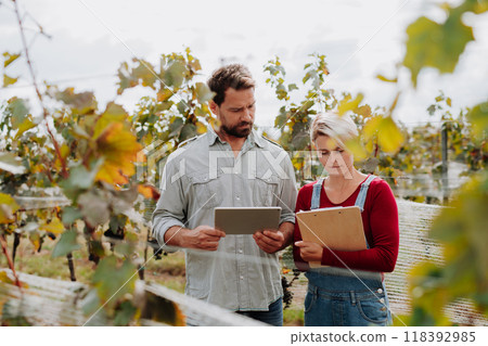 Viticulturist talking with vineyard owner, overseeing grapes growing and harvesting . Manual grape harvesting in family-run vineyard. 118392985
