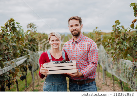 Portrait of vineyard owners with wooden crate full of grapes. Manual grape harvesting in family-run vineyard. Portrait of vineyard owners with wooden crate full of grapes. Manual grape harvesting in family-run vineyard. 118392988