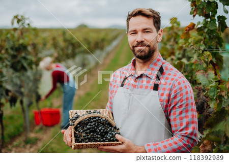 Portrait of vineyard owner with basket full of grapes. Manual grape harvesting in family-run vineyard. Portrait of vineyard owner with basket full of grapes. Manual grape harvesting in family-run vineyard. 118392989