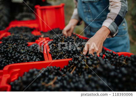 Female vineyard worker with harvest bins full of grapes. Manual grape harvesting in family-run vineyard. Female vineyard worker with harvest bins full of grapes. Manual grape harvesting in family-run vineyard. 118393006