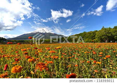 Yellow cosmos in autumn and snow-capped Mount Fuji Yellow cosmos in autumn and snow-capped Mount Fuji 118393011