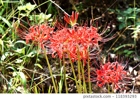 Higanbana (cluster amaryllis) Higanbana (cluster amaryllis) 118393293