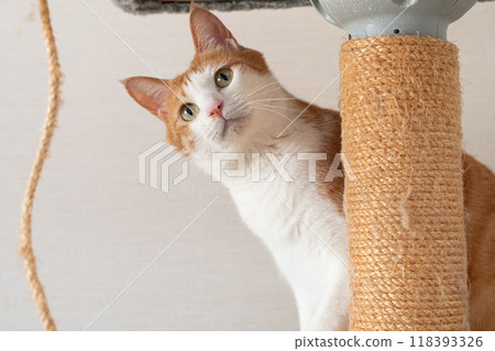Cat on the cat tower brown tabby white 118393326