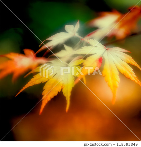 軟黃楓木 軟黃楓木 118393849