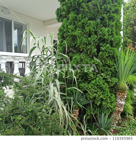 Balcony with white columns and southern plants. Palm and juniper. House by the sea. Balcony with white columns and southern plants. Palm and juniper. House by the sea. 118393965