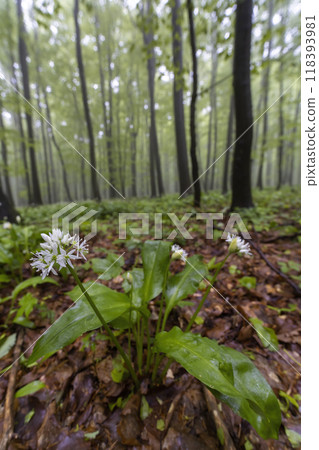 Spring beech forest in White Carpathians, Southern Moravia, Czech Republic 118393981
