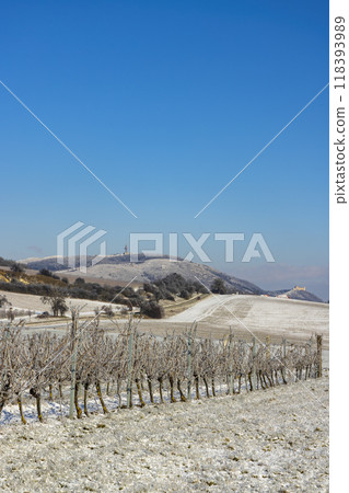 Winter vineyard near Mikulov, Palava region, Southern Moravia, Czech Republic Winter vineyard near Mikulov, Palava region, Southern Moravia, Czech Republic 118393989