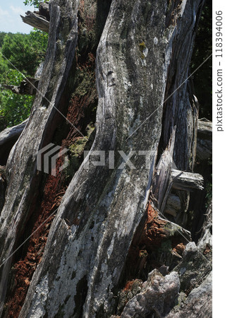 The bark of an old relict pine, bleached in the southern sun 118394006