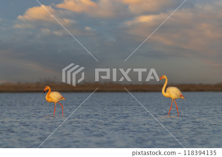 Flamingo in Parc Naturel regional de Camargue, Provence, France 118394135
