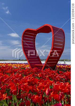 Field of tulips with red heart near Keukenhof, The Netherlands Field of tulips with red heart near Keukenhof, The Netherlands 118394138