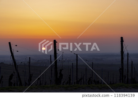 Wineyard near Colmar, Alsace, France 118394139