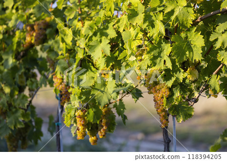 Grapes yellow muscat near Hercegkut, Tokaj region, Hungary Grapes yellow muscat near Hercegkut, Tokaj region, Hungary 118394205