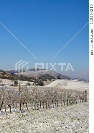 Winter vineyard near Mikulov, Palava region, Southern Moravia, Czech Republic 118394210