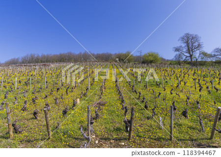 Early spring vineyards near Aloxe-Corton, Burgundy, France Early spring vineyards near Aloxe-Corton, Burgundy, France 118394467
