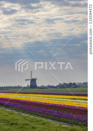 Field of tulips with Ondermolen windmill near Alkmaar, The Netherlands 118394472