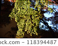 Lake Kawaguchi Maple Corridor illuminated by the sun 118394487