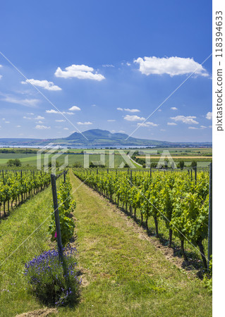 Vineyards under Palava near Sonberk, Southern Moravia, Czech Republic Vineyards under Palava near Sonberk, Southern Moravia, Czech Republic 118394633