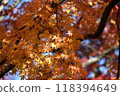 Lake Kawaguchi Maple Corridor illuminated by the sun 118394649