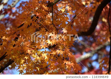 Lake Kawaguchi Maple Corridor illuminated by the sun Lake Kawaguchi Maple Corridor illuminated by the sun 118394649