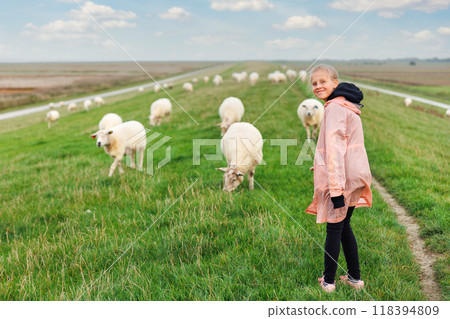 Kid walk have fun with many grazing sheep herd scene dyke green field pasture meadow grassland at North Sea coast East Friesland Lower Saxony Germany. Scenic german rural countryside landscape view 118394809